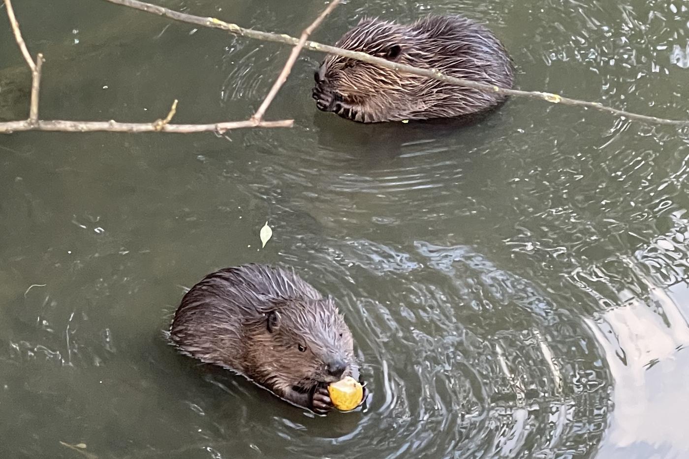 Стало известно, что бобры очищают воду от загрязнений