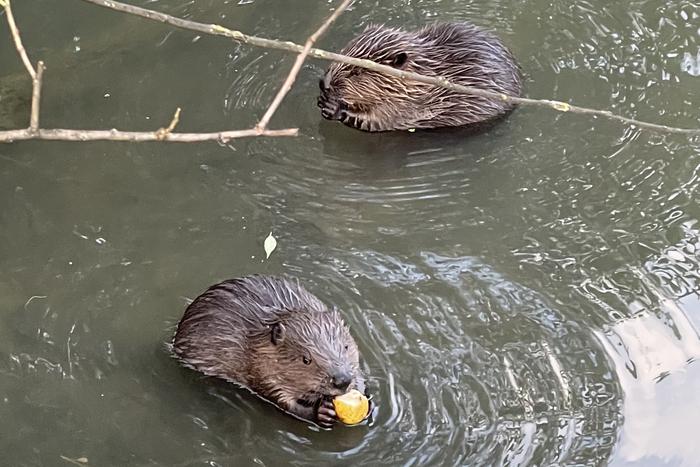 Стало известно, что бобры очищают воду от загрязнений