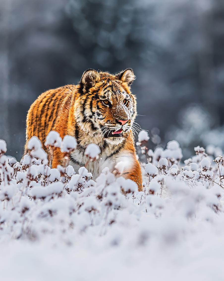 Нацпарк в Приморье приостановил посещение из-за убийства лесника тигром