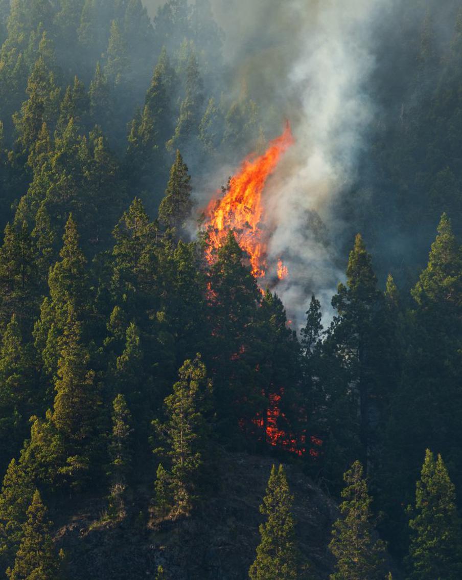 Комитет лесного хозяйства Подмосковья запускает авиапатрулирование лесов региона
