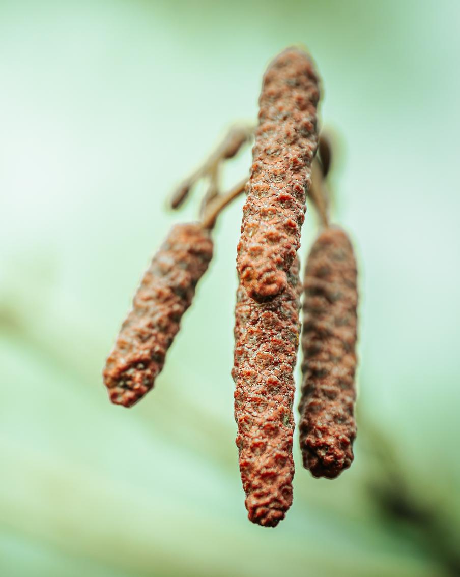 Привет, аллергия: в Москве высокий уровень концентрации пыльцы ольхи и орешника в воздухе