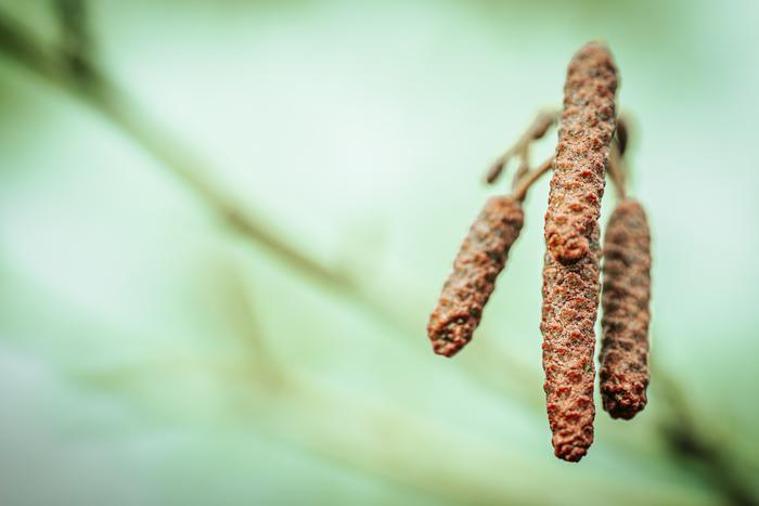 Привет, аллергия: в Москве высокий уровень концентрации пыльцы ольхи и орешника в воздухе