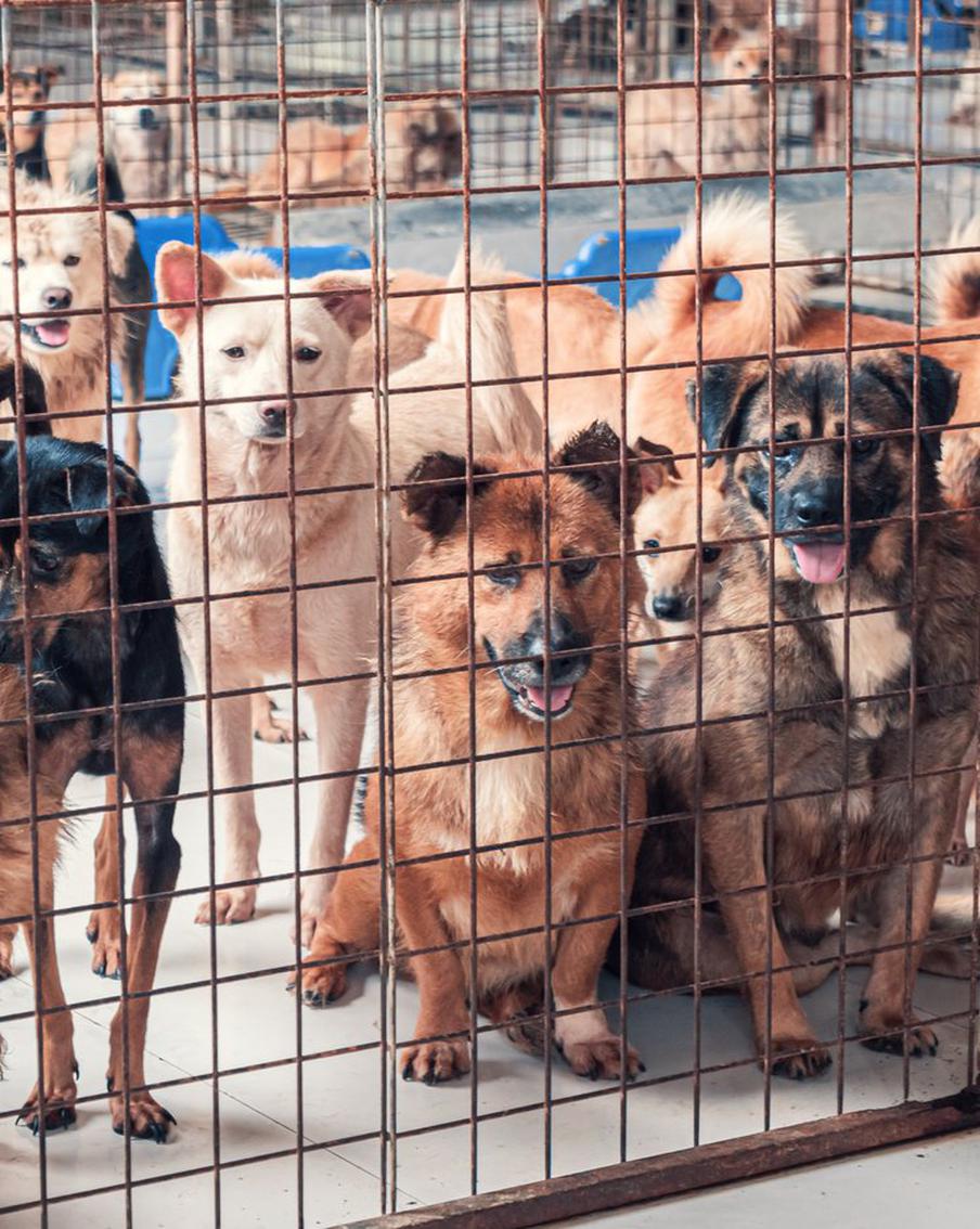 Клишас: комитет СФ не поддержал проект об усыплении бродячих животных в приютах