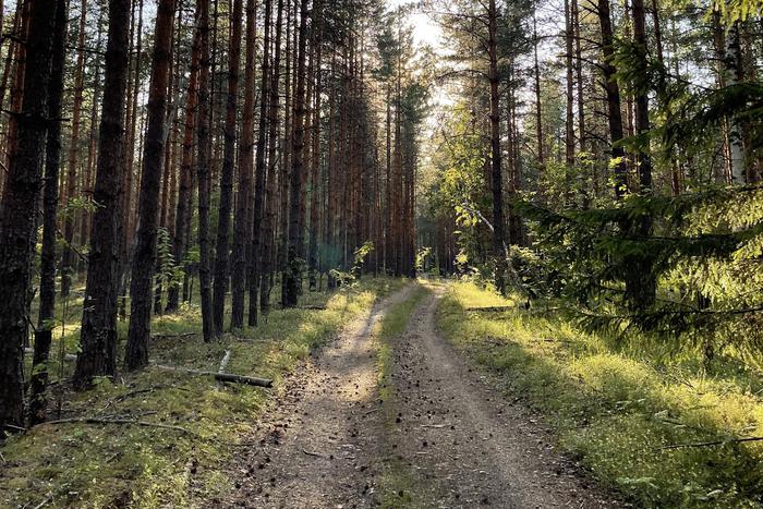 В подмосковных лесах стартует мероприятие "Смежник"