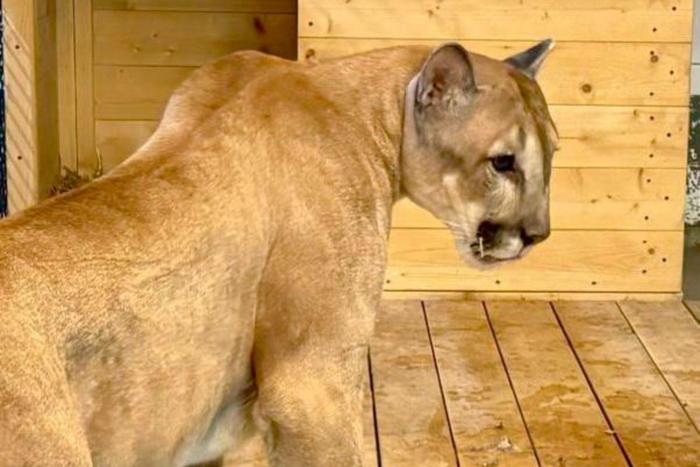 В Московском зоопарке рассказали, как пума Геркулес привыкает к новому дому