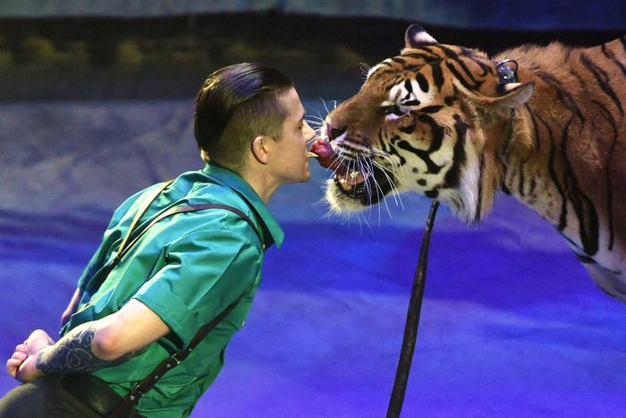 И людям, и животным нужен комфорт: артисты поделились своим мнением о проекте нового цирка