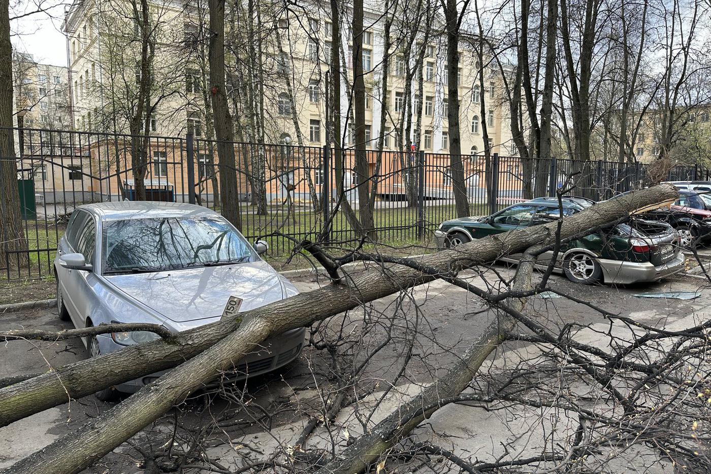 Москвичей призвали не оставлять автомобили рядом с деревьями в шторм