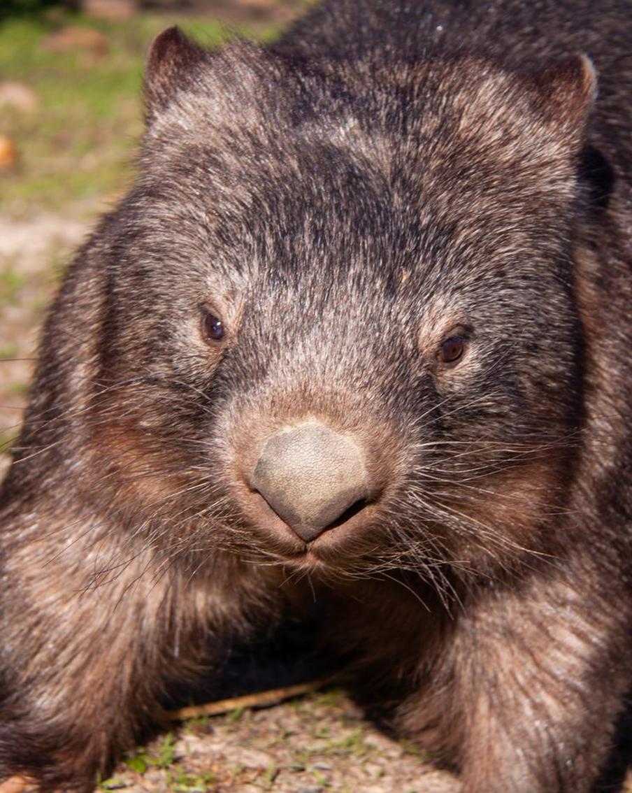 Стало известно, как вомбат стал причиной международного скандала