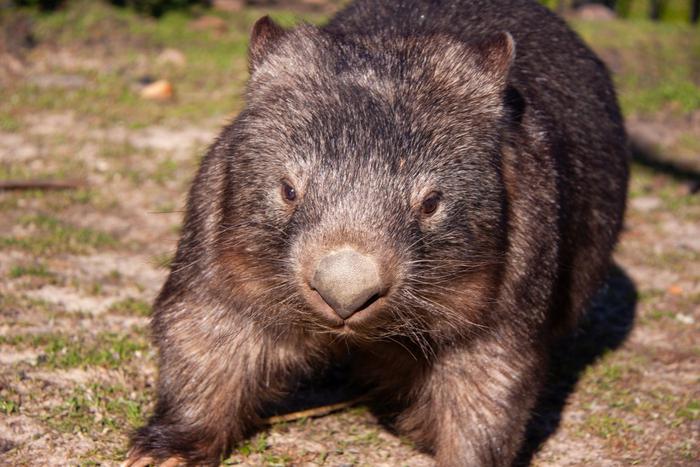 Стало известно, как вомбат стал причиной международного скандала