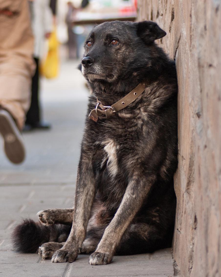 В России могут ужесточить наказание для владельцев собак, отпускающих своих домашних животных на самовыгул