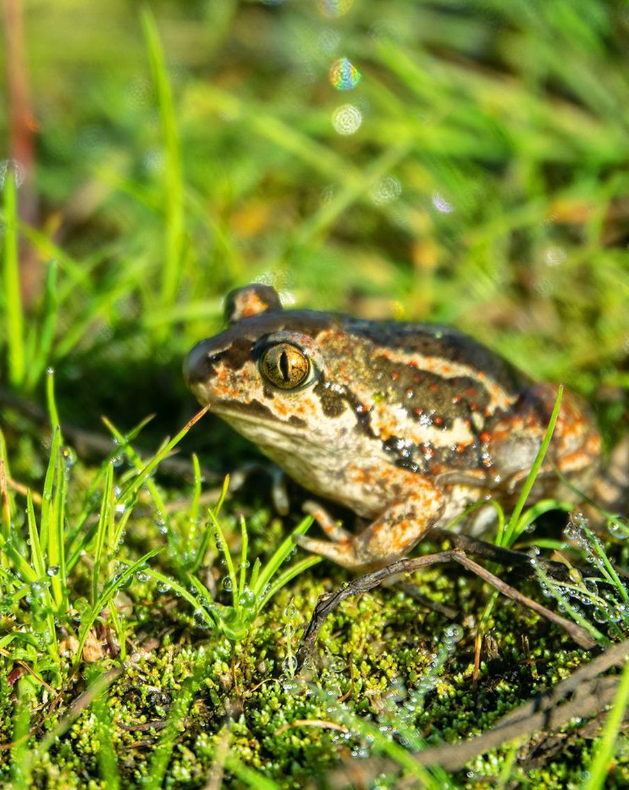 Учёные выяснили, как лягушки выживают почти без кислорода