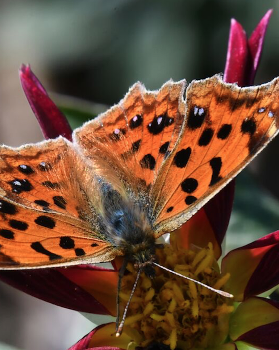 Куда внезапно исчезли бабочки из Москвы. Почему на их место летят гостьи с юга.