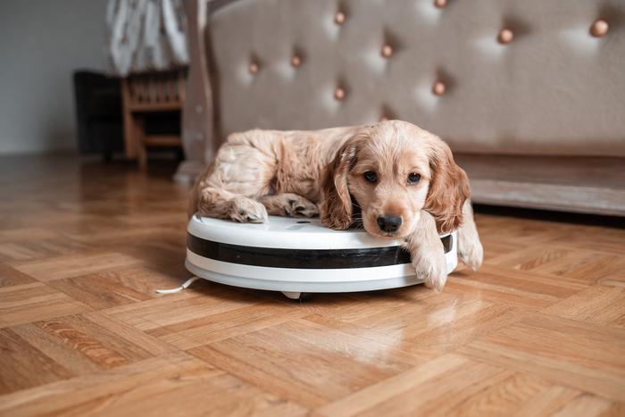 Современные "умные" гаджеты: польза для собаки или игрушка для хозяина?