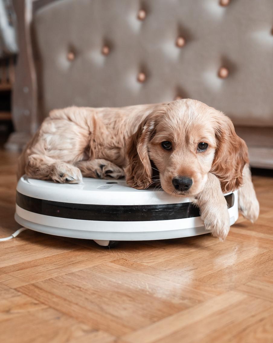 Современные "умные" гаджеты: польза для собаки или игрушка для хозяина?