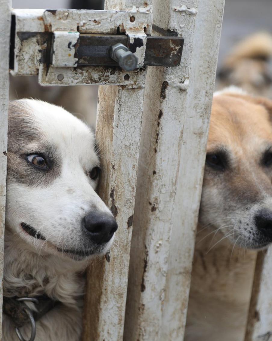 В ГД внесли проект обращения к Мишустину по вопросу обращения с животными