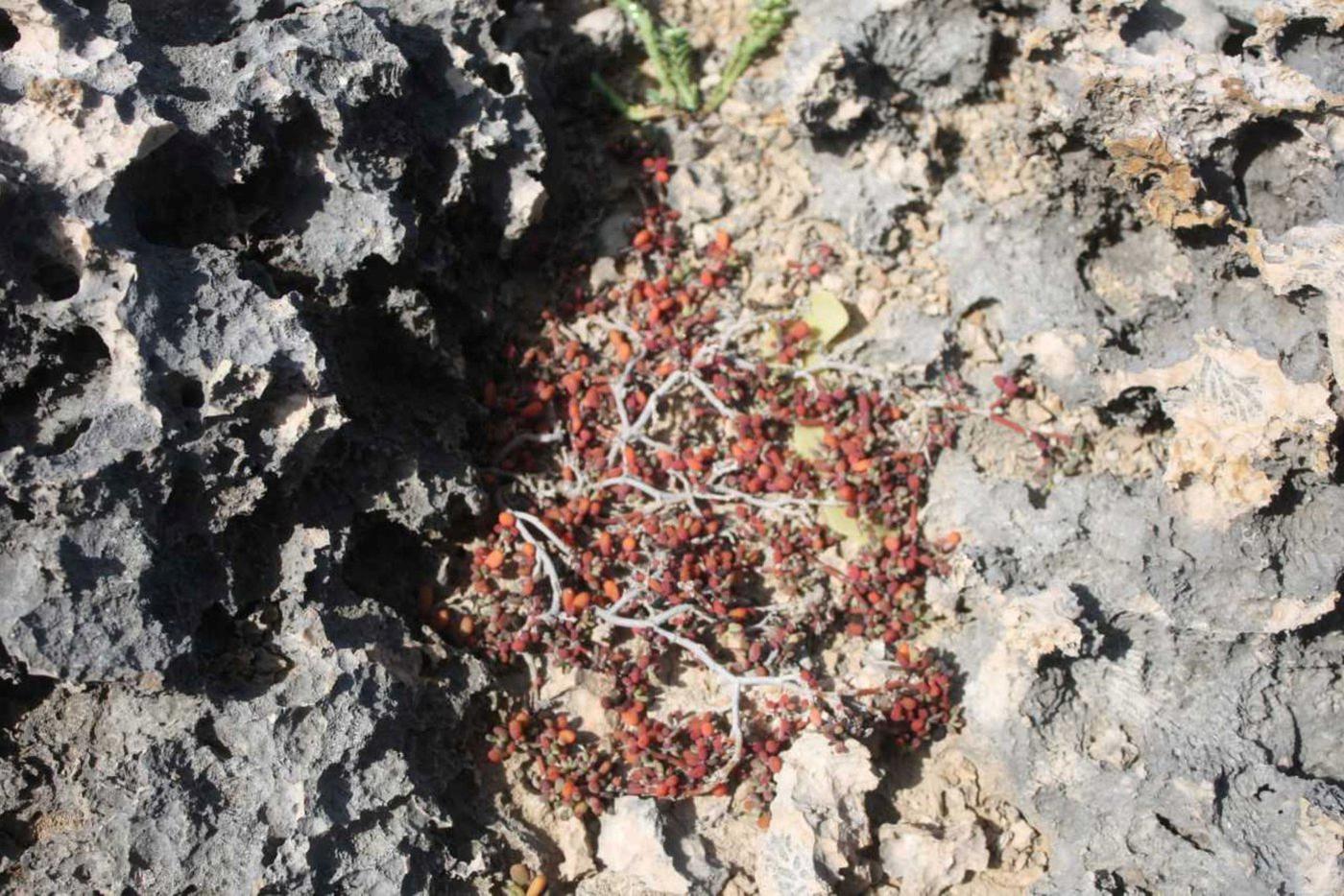 Сезувиум курассавский (Sesuvium curassavicum), остров Кюрасао, Нидерландские Антильские острова.