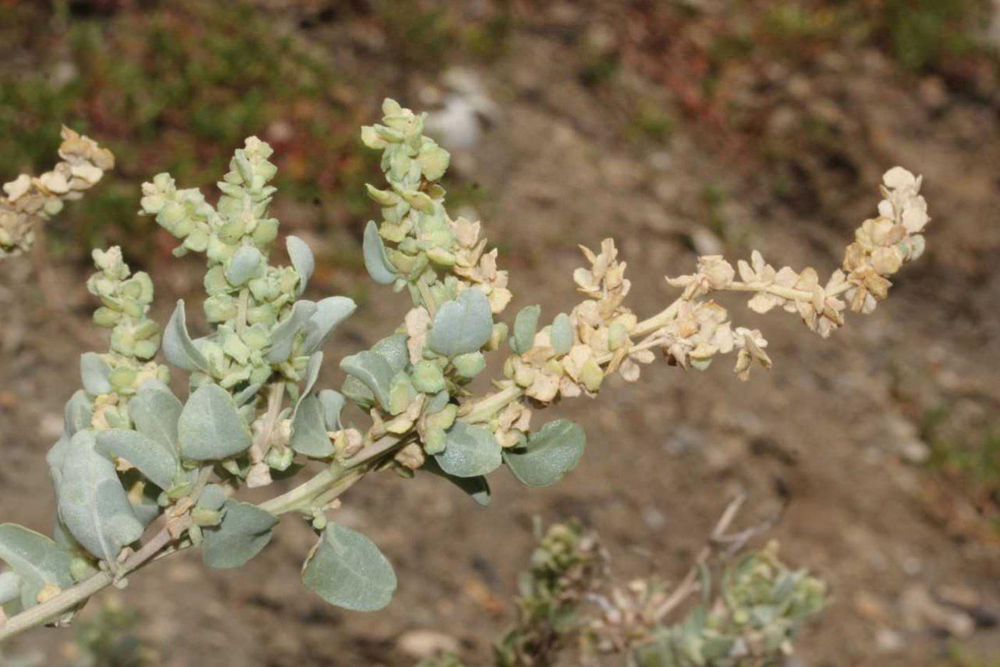 Лебеда Эллена (Atriplex aellenii), остров Маврикий.