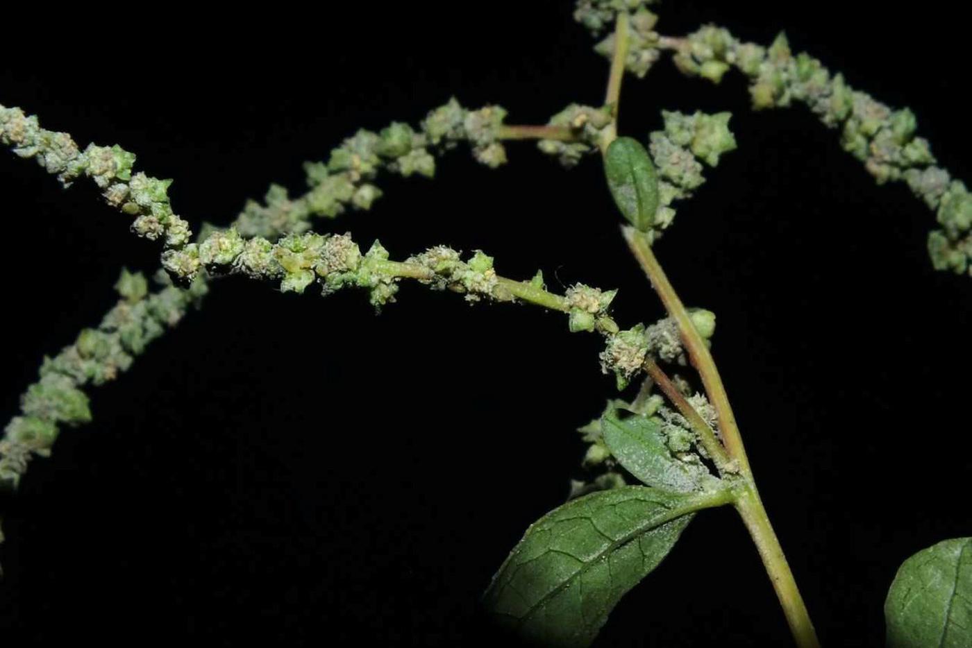 Лебеда ложнотатарская (Atriplex pseudotatarica), Индия.
