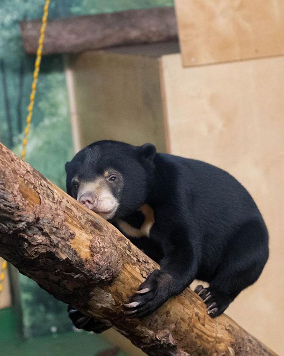 Малайских медвежат Лучика и Звёздочку из Московского зоопарка познакомили