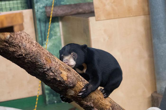 Малайских медвежат Лучика и Звёздочку из Московского зоопарка познакомили