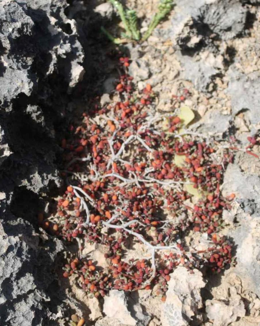 Руководитель экспедиции в Азию и Африку из МГУ описал 9 новых редких видов растений