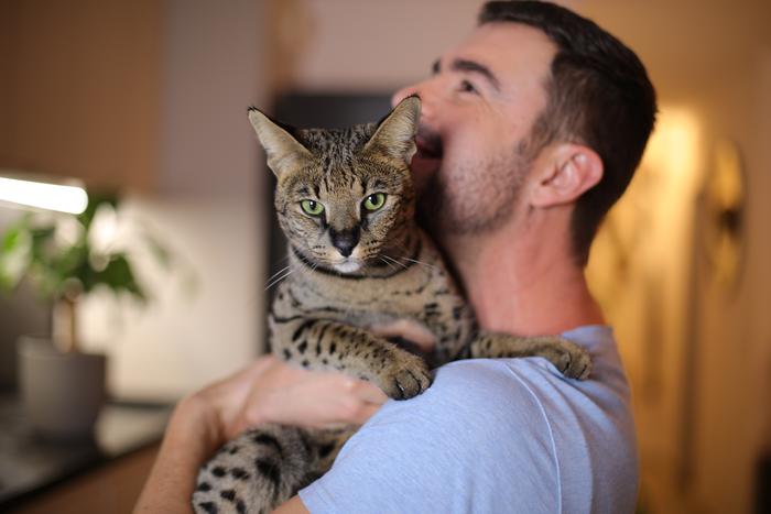 Сервал, чаузи, каракал: стоит ли заводить экзотическую кошку?