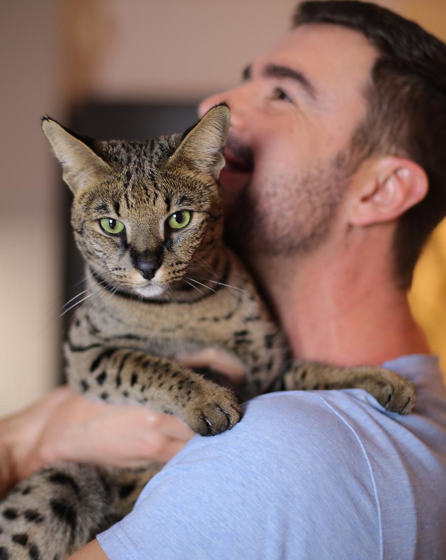 Сервал, чаузи, каракал: стоит ли заводить экзотическую кошку?