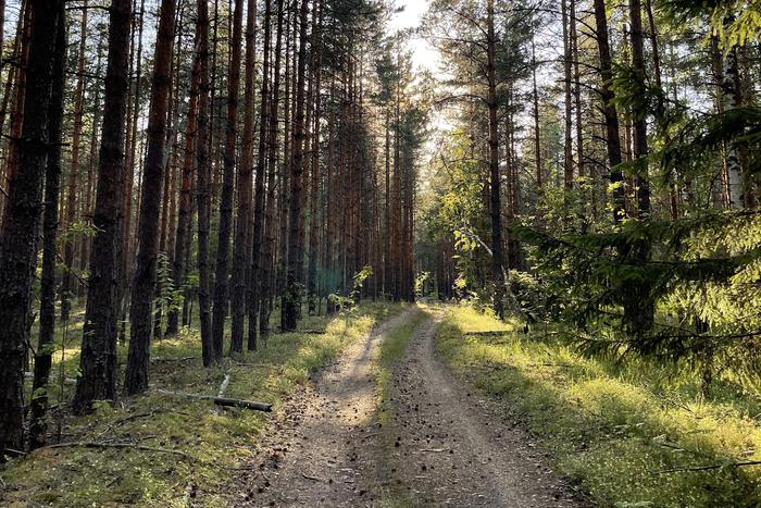 Пожароопасный сезон в Подмосковье стартовал досрочно из-за аномально тёплой зимы