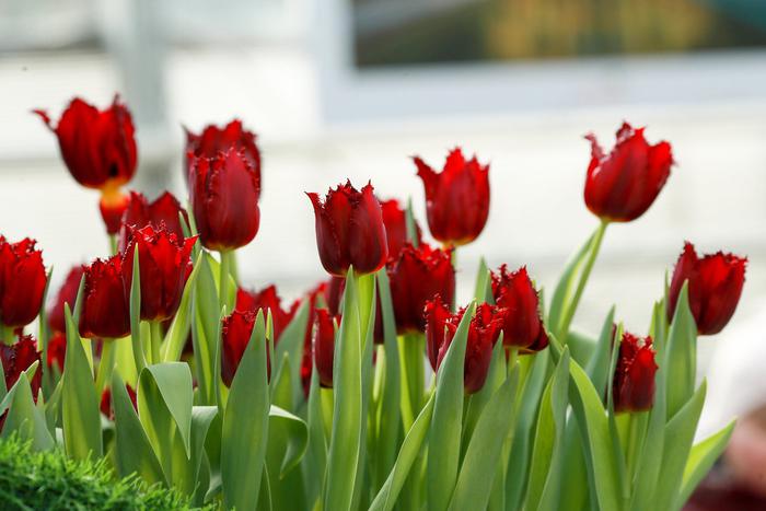 Встречаем пробуждение природы: где в Москве посмотреть цветение сакуры, сирени и яблони