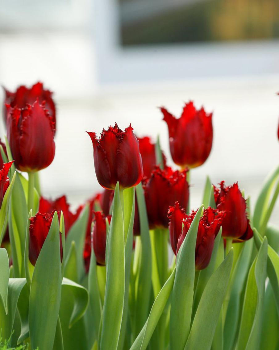 Встречаем пробуждение природы: где в Москве посмотреть цветение сакуры, сирени и яблони