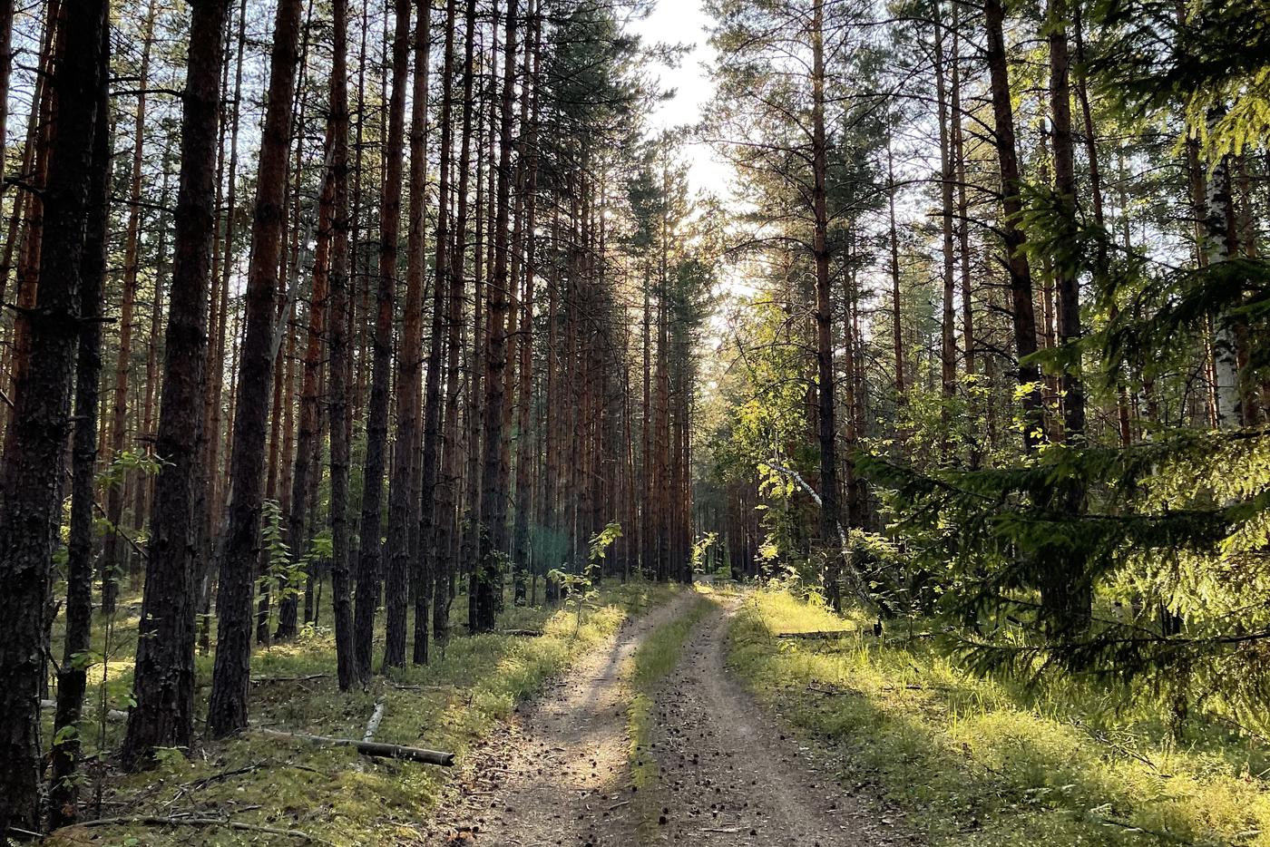 Финансирование нацпроекта "Сохранение лесов" вырастет до 71,4 млрд рублей