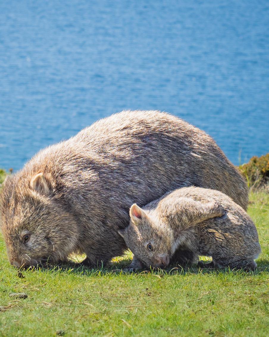 Инфлюэнсер, обвинённая в похищении детёныша вомбата у матери, извинилась
