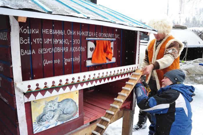 Как жители подмосковной деревни спасли бездомных кошек и решили проблему брошенных животных