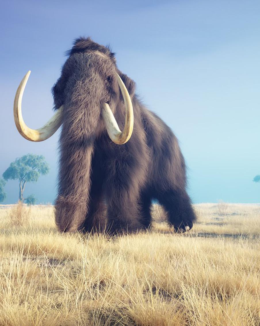 Попытки клонировать мамонтов могут разбиться в пух и прах: возможно ли возрождение древних гигантов