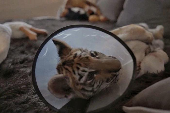 Как лечат хищников и сколько стоит протестировать на себе неизвестное лекарство: в Москве открывается фестиваль научного кино