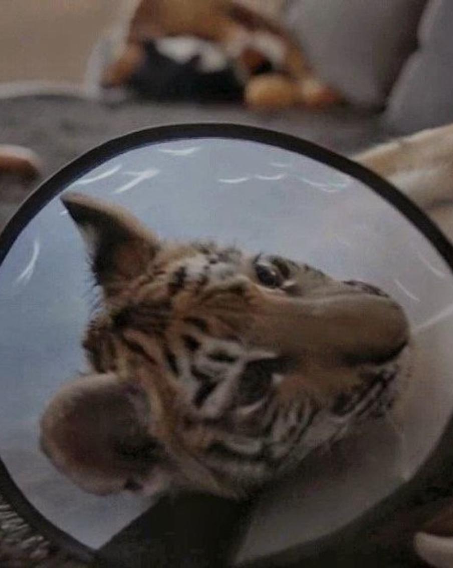 Как лечат хищников и сколько стоит протестировать на себе неизвестное лекарство: в Москве открывается фестиваль научного кино