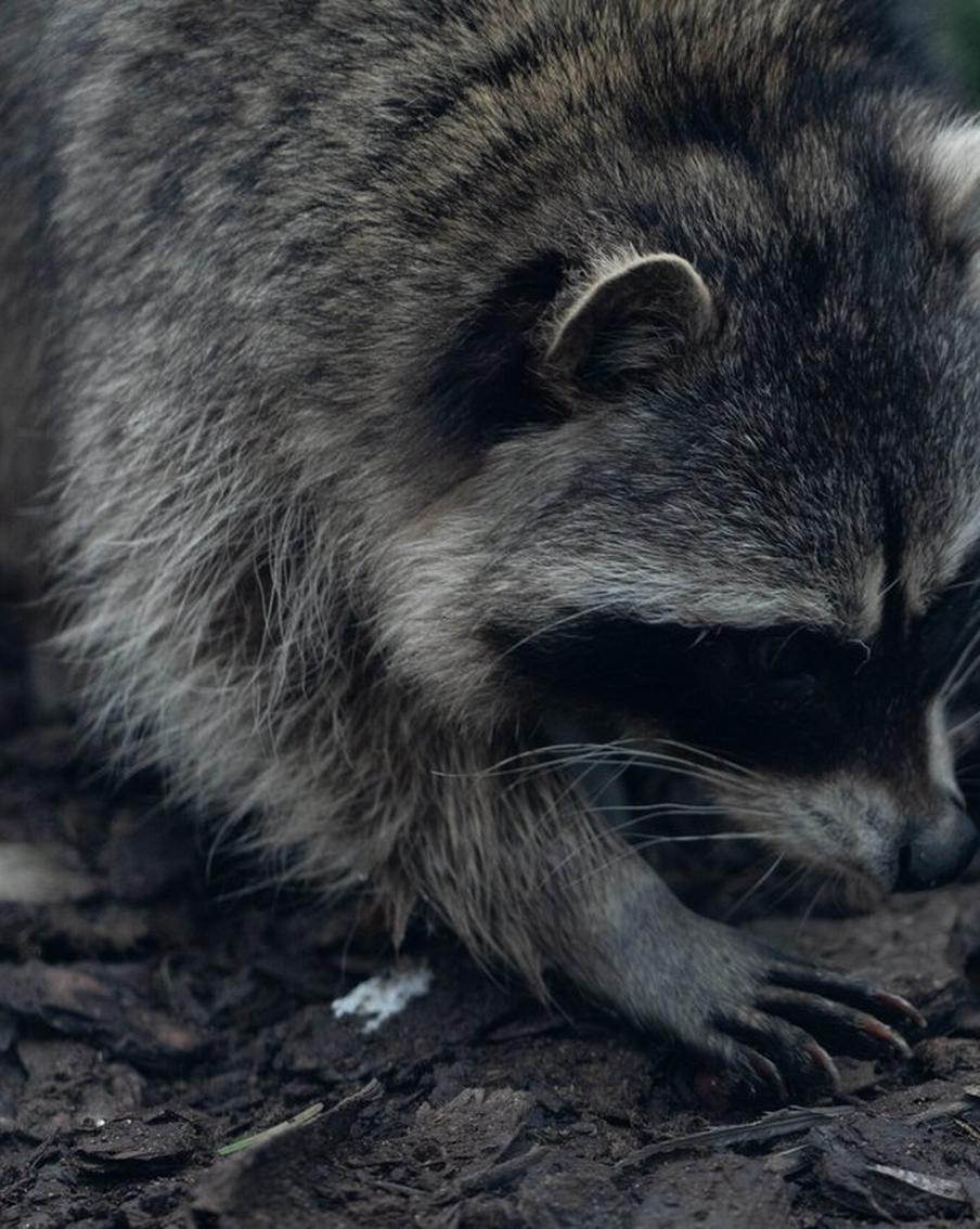На mos.ru теперь доступно ещё больше трансляций из Московского зоопарка