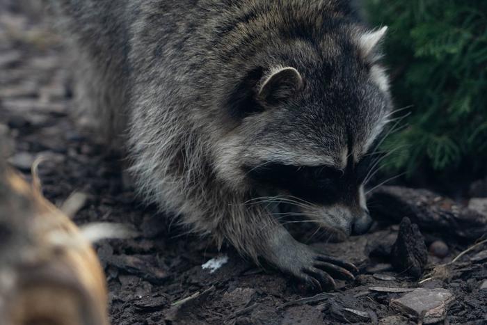 На mos.ru теперь доступно ещё больше трансляций из Московского зоопарка