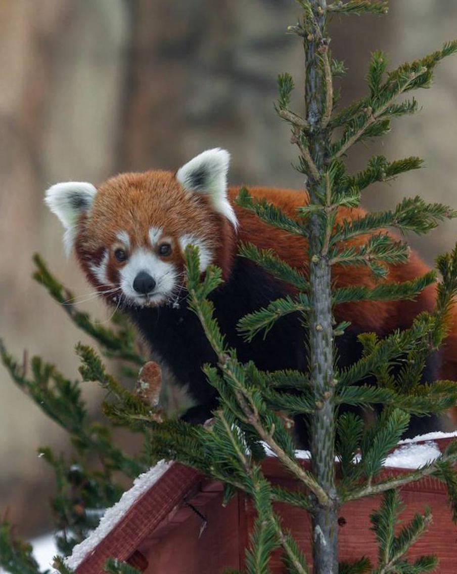 Рыжик, Василий, Фаня и семья енотов попали в объектив: в Московском зоопарке добавились новые трансляции