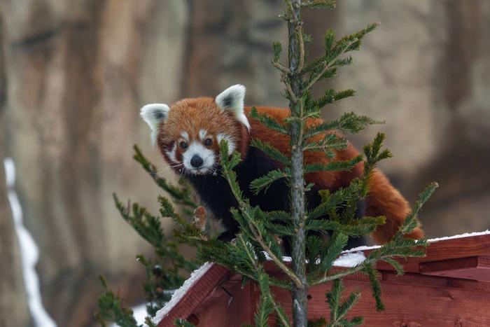 Рыжик, Василий, Фаня и семья енотов попали в объектив: в Московском зоопарке добавились новые трансляции