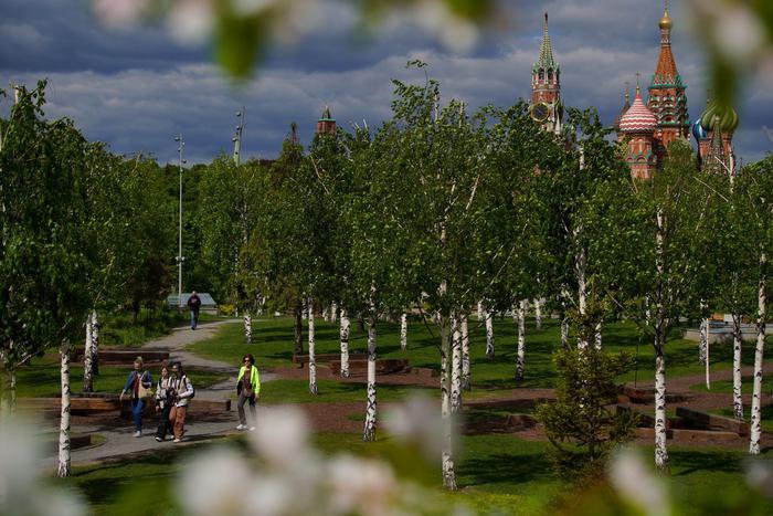 Почему добывать в Москве берёзовый сок небезопасно как для берёз, так и для людей