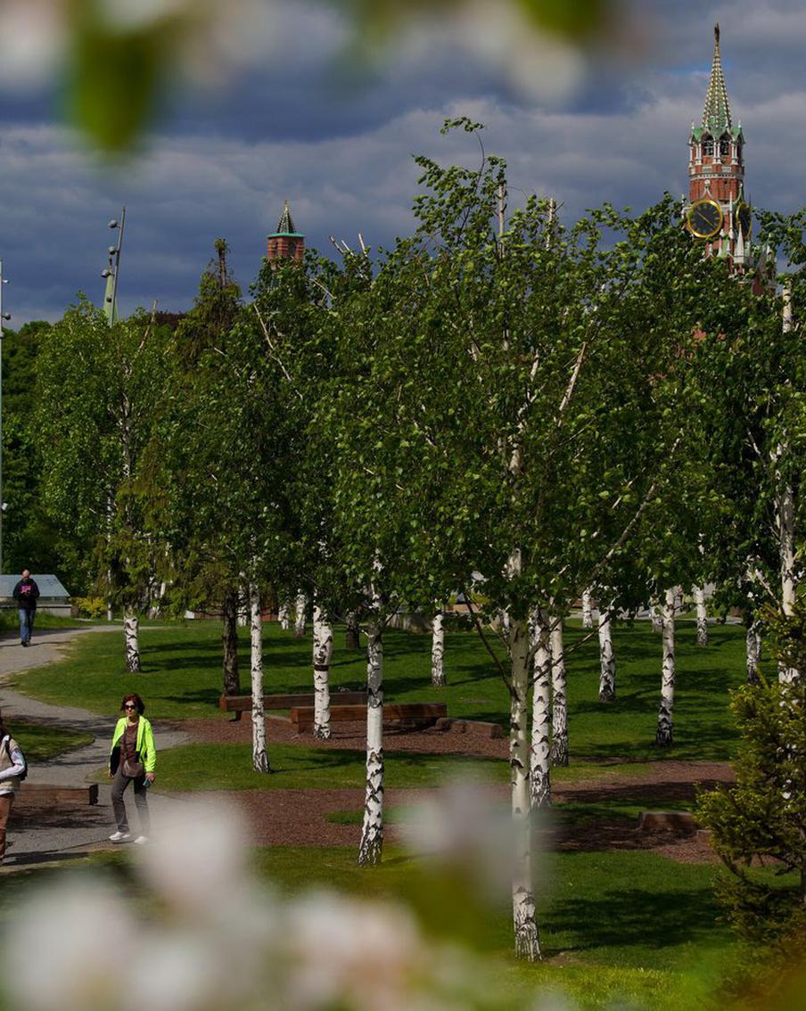 Почему добывать в Москве берёзовый сок небезопасно как для берёз, так и для людей