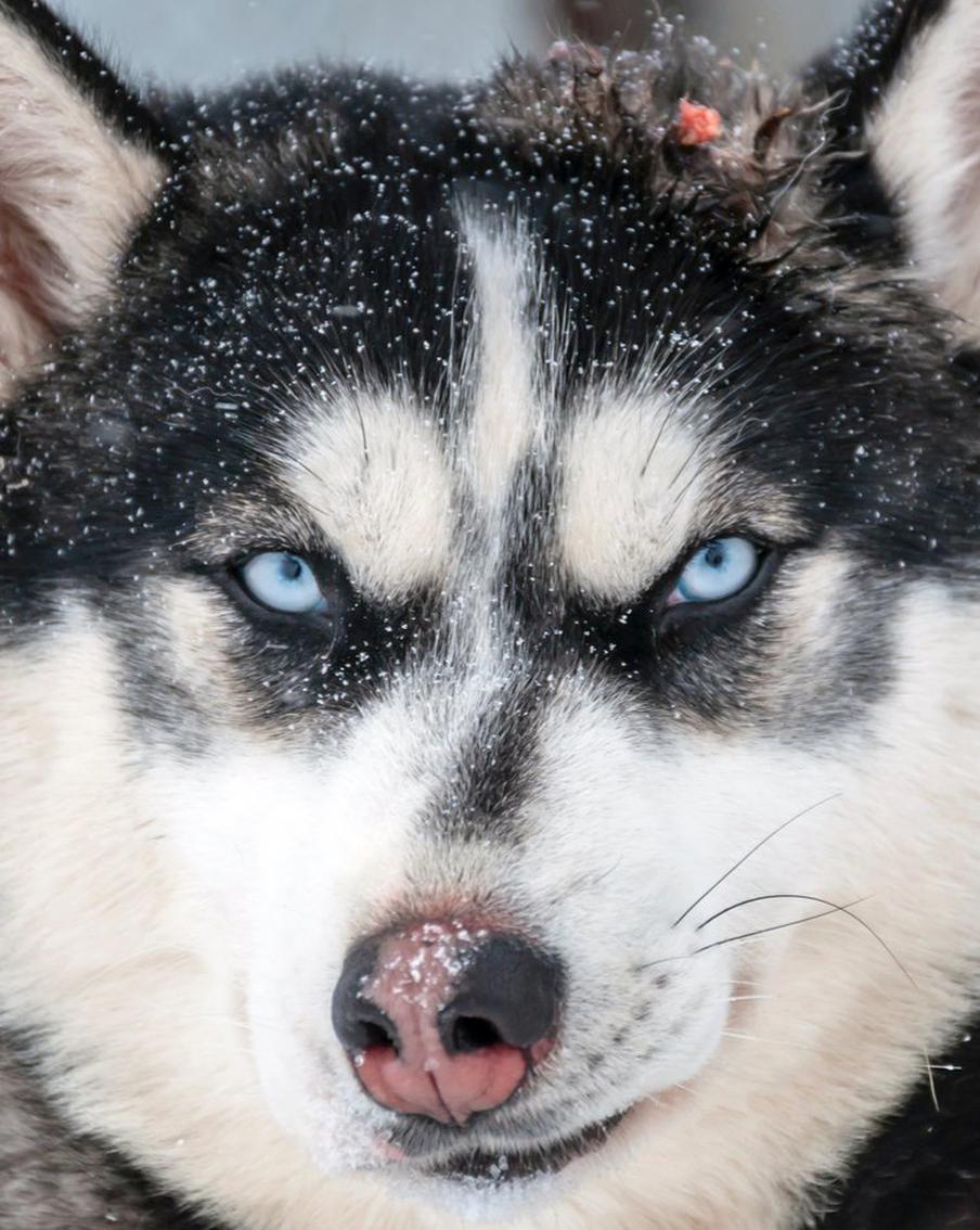 Врачи рассказали, в каком состоянии находится покусанный хаски мальчик
