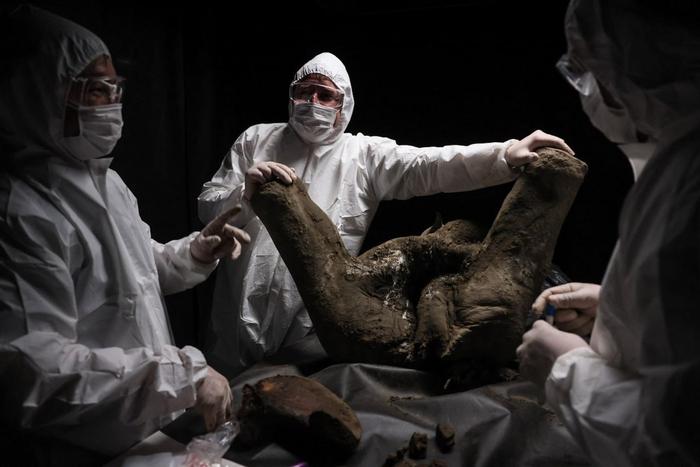 Как происходит вскрытие мамонтёнка Яны, которому более 50 тысяч лет