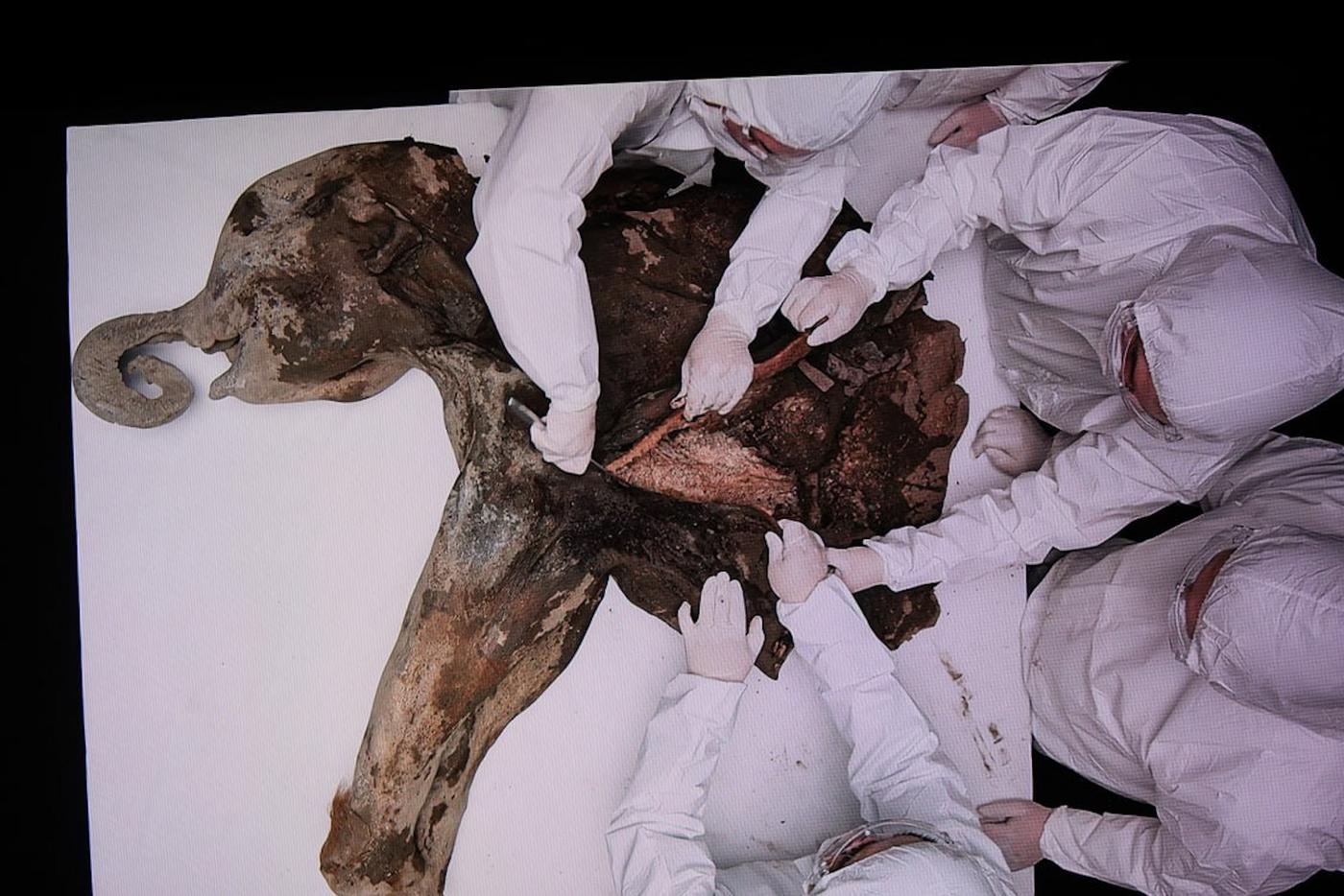 Вскрытие мамонтёнка Яны.