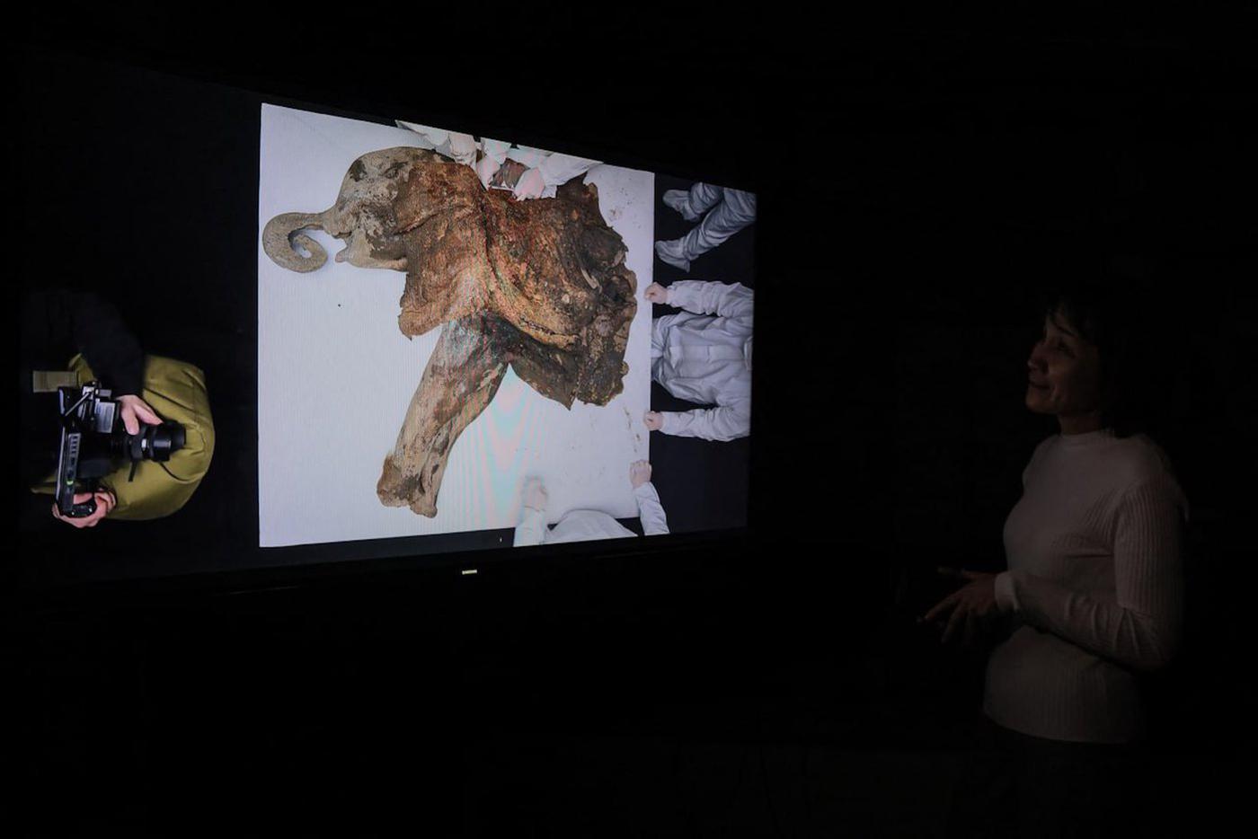 Вскрытие мамонтёнка Яны.