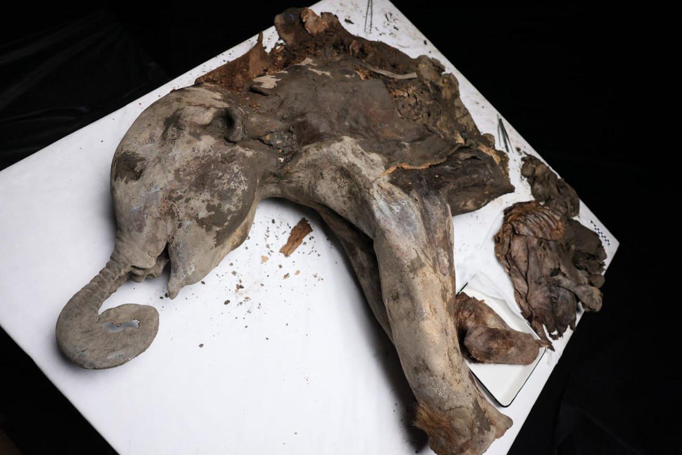 Вскрытие мамонтёнка Яны.