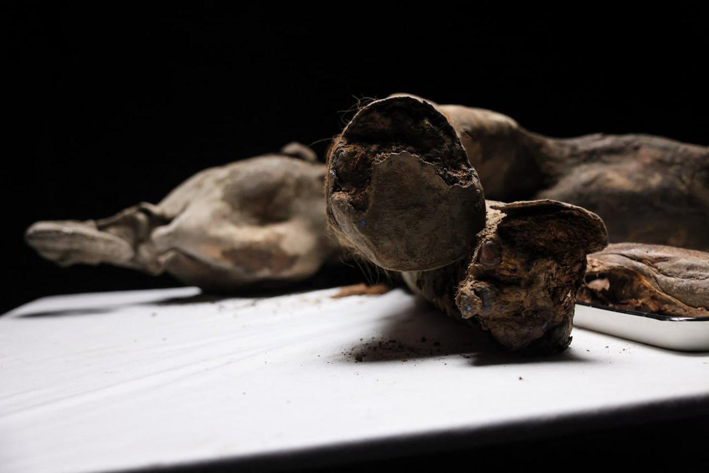 Вскрытие мамонтёнка Яны.