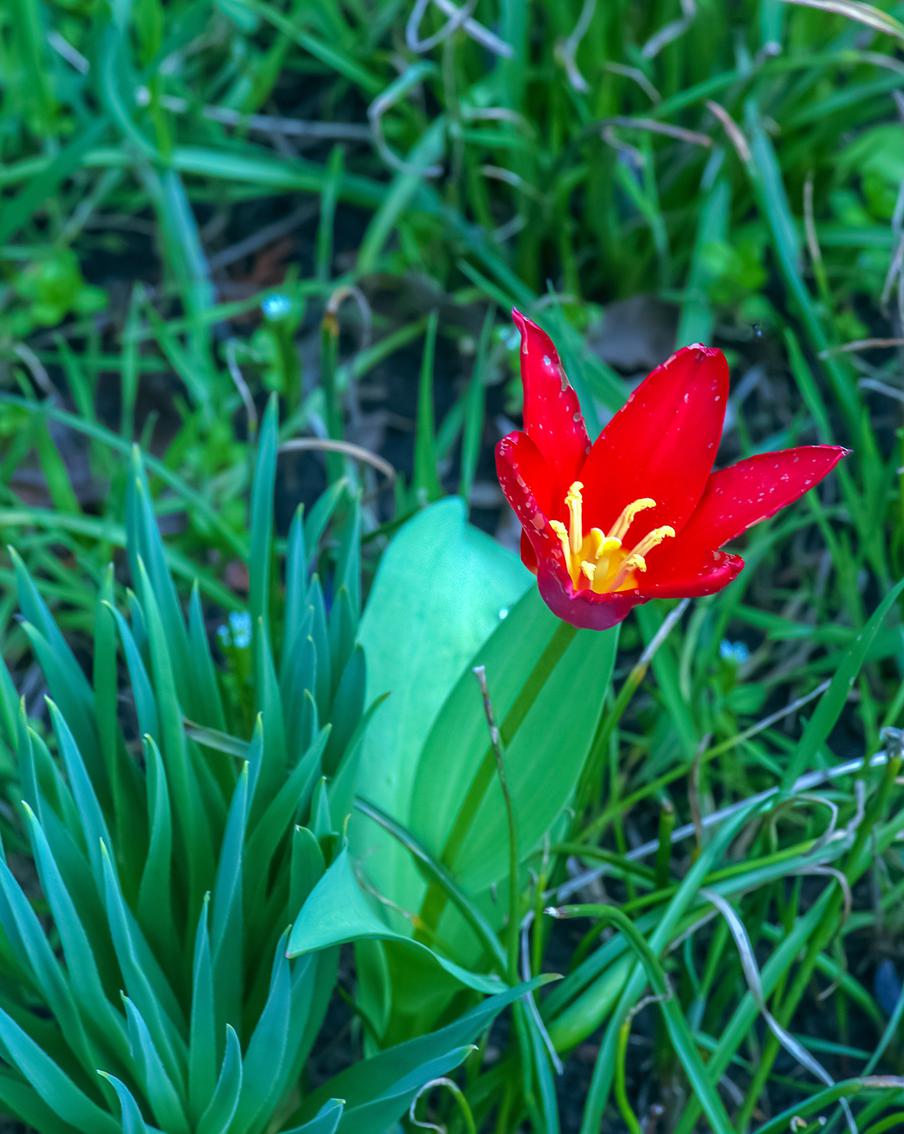 В Астраханской области началось цветение краснокнижного тюльпана Шренка