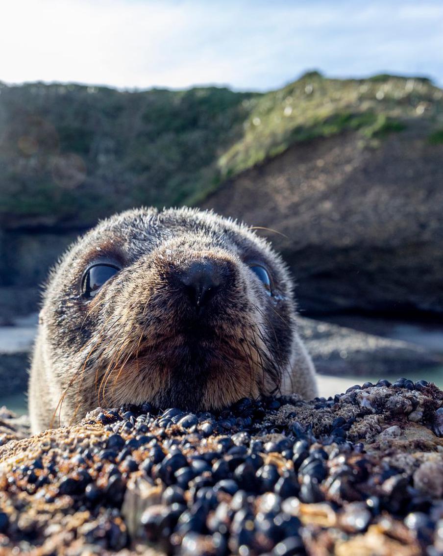 Морской лев нагло потребовал ужин у рыбаков на Сахалине